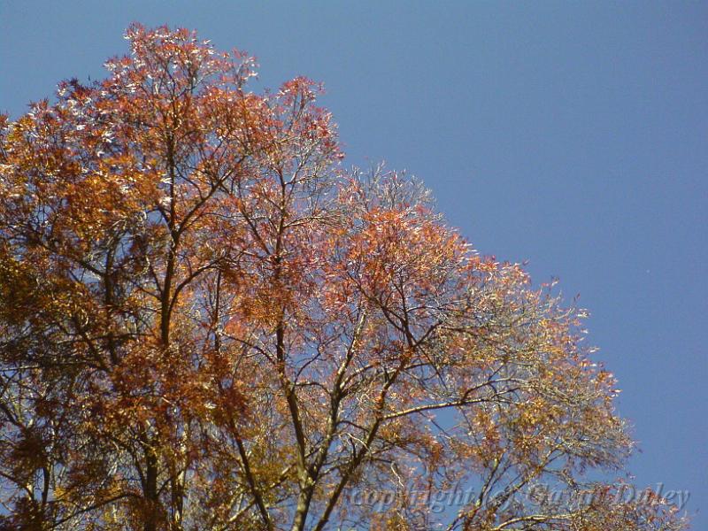 Autumn colour, University of New England DSC00489.JPG